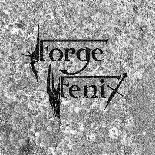 forgefenix